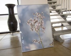 Photography Art Print with Frame of Lavender Wildflower Blossom of Ironwood Tree