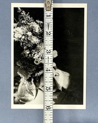 Alexander Rodchenko Art Photo Print Card – Flowers Of The Meadow 4”x6” Fotofolio