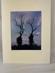 Patricia McGrady Photography – “Two Trees” – Gorgeous Art