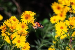 Wildflower Photography Print – Picture of Monarch Butterfly in Oklahoma