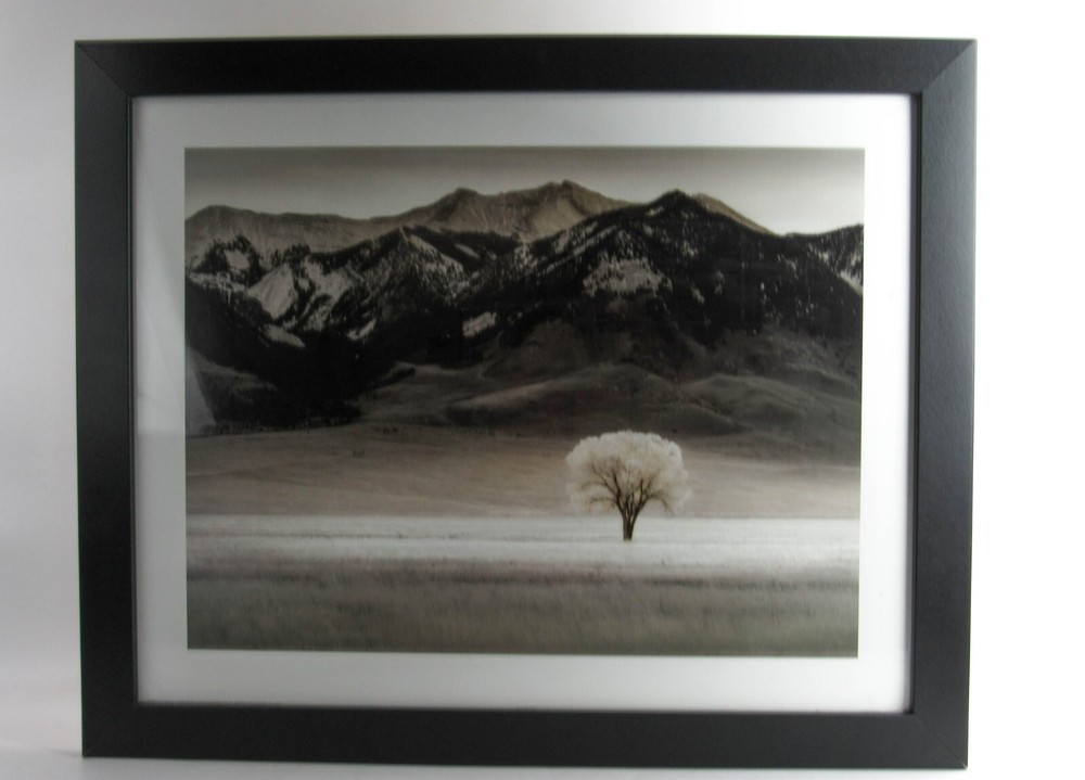 Framed Photograph Print With Glass “LONE TREE IV” by Dennis Frates 36×28”