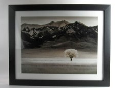 Framed Photograph Print With Glass “LONE TREE IV” by Dennis Frates 36×28”