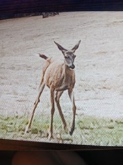 5×7 Photograph Of A Young Deer, Taken By The Seller And Put On Canvas.