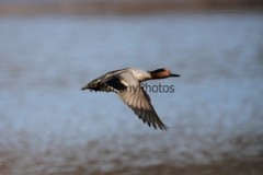 Green Winged Teal Photo, Pick One Image – Various Sizes