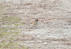 Original ACEO photo fine art print 2.5×3.5″ AMERICAN TREE SPARROW brown bird