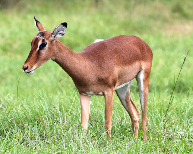 8 1/2 x 11″ HQ PRINT PHOTO HIGH RESOLUTION of a YOUNG BLACKBUCK DEER GRAZING
