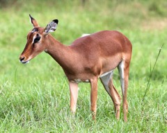 8 1/2 x 11″ HQ PRINT PHOTO HIGH RESOLUTION of a YOUNG BLACKBUCK DEER GRAZING
