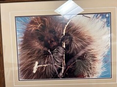 Breakfast in the Willows Porcupine Thomas Mangelsen Original Photo Grand Teton