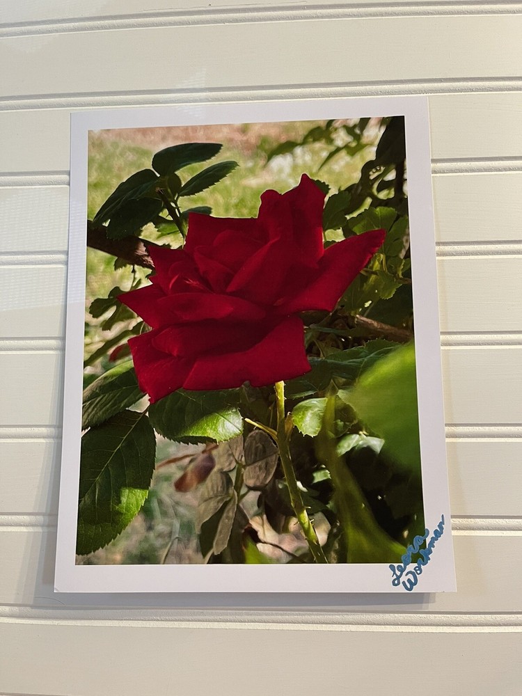 Garden Rose #1 – landscape photography 8.5X11
