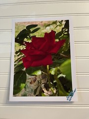 Garden Rose #1 – landscape photography 8.5X11
