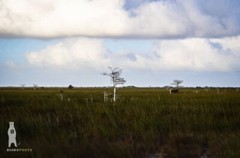 Cypress Prairie – Minimal Landscape Photography Fine Art Prints – Everglades, FL