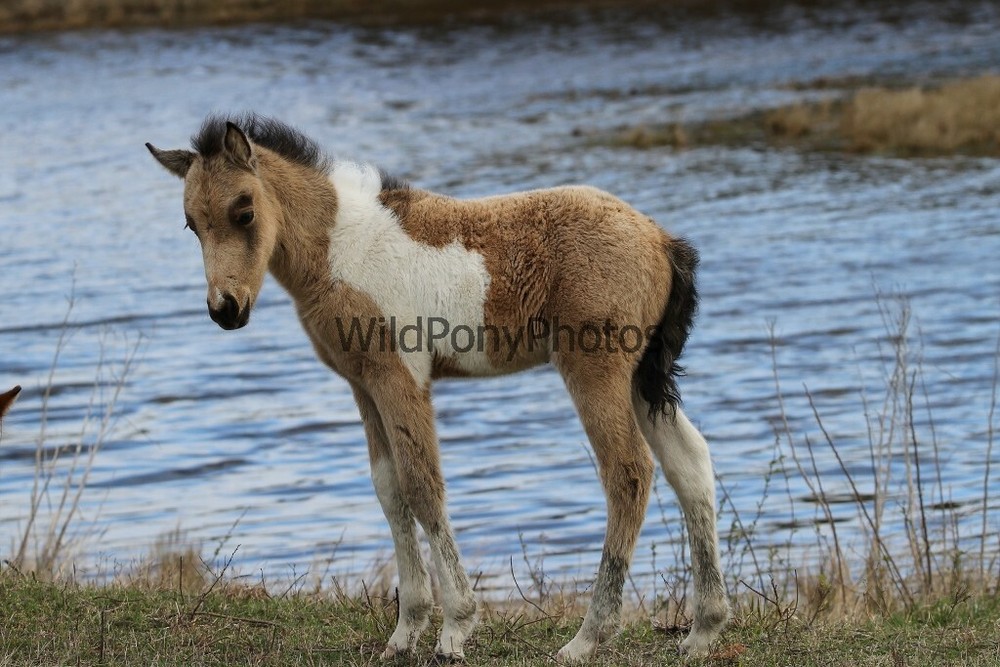 Chincoteague Pony Photo -Stallion Tidewater Twist- Pick One Image -Various Sizes