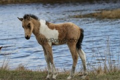Chincoteague Pony Photo -Stallion Tidewater Twist- Pick One Image -Various Sizes