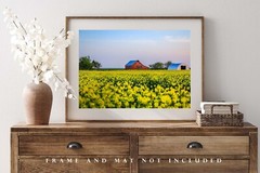 Country Photography Print – Picture of Red Barn in Canola Field in Oklahoma