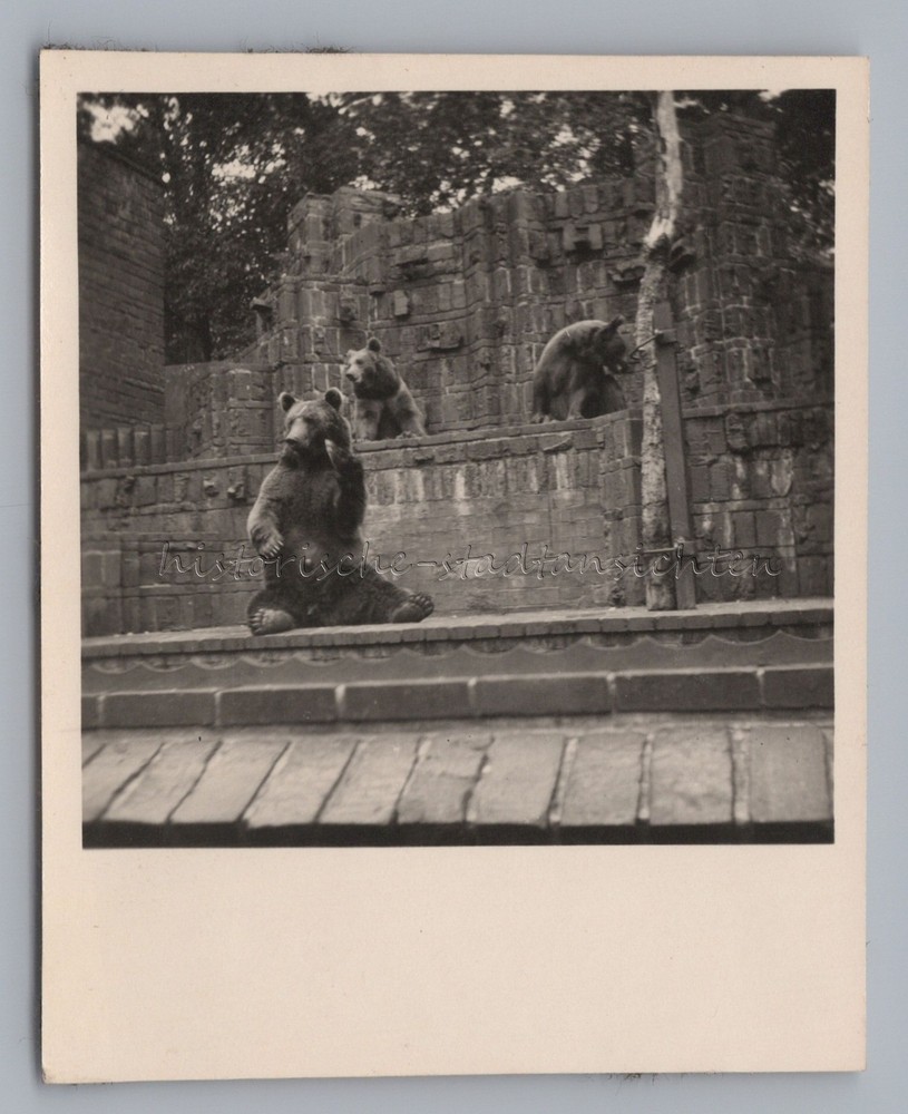 Leipzig 1954 – Zoo Bear Enclosure – Old Photo 1950s