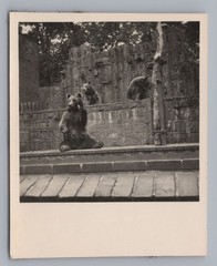 Leipzig 1954 – Zoo Bear Enclosure – Old Photo 1950s
