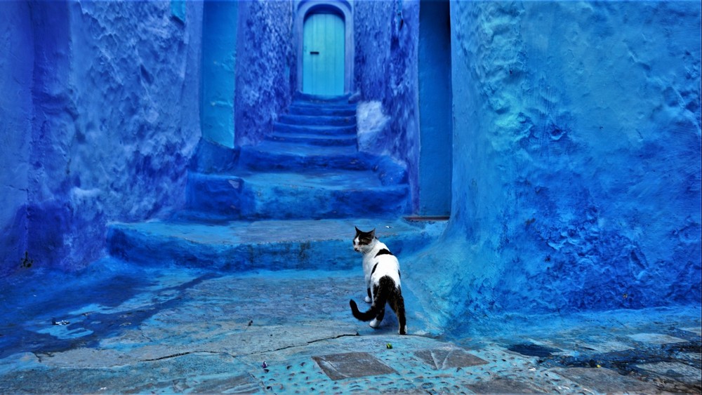 Cat in Blue City – Morocco Africa – on Canvas – Travel Pets Dogs Wall Art 24X36