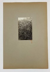 Signed Rudolf EICKEMEYER Trees in Bloom, 1921 Silver Print Photo