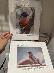 Sean Curran Color Wildlife Bird Photo Prints 8×10 Matted Lot Bluebird Bunting
