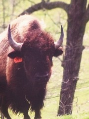 Photography American Bison 8X10 Canvas Photos by Nita of BHHS