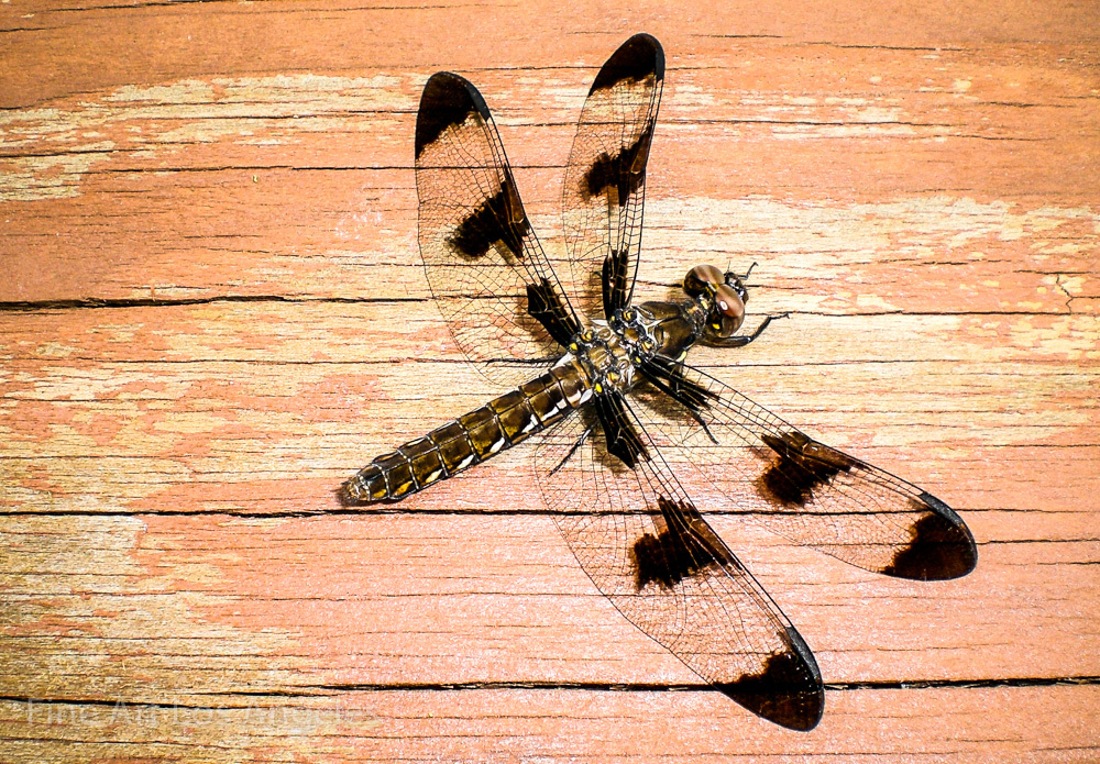 Robin Steinhardt Photo, «Dragonfly»