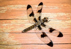 Robin Steinhardt Photo, «Dragonfly»