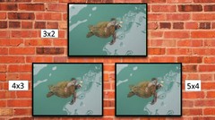 Giant Sea Turtle, Galapagos Islands, High Resolution Image, Many Formats, TV Art