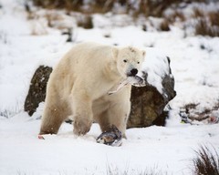 HUNGRY POLAR BEAR in snow Glossy 8×10 Photo Wall Art Poster Nature Print