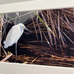 Snowy Egret Sea Bird Art Photography Matted 7×5 Inch Beach Decor Brauer