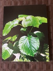 John Corey Photographer Boston “Garden corner Light” Original Print 20”x16”