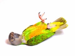 8 1/2 x 11″ HQ PRINT PHOTO of CHARLEY the COLORFUL SENEGAL PARROT ON HIS BACK