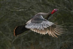 Turkey Photo, Pick One Image – Various Sizes