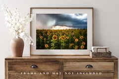 Sunflower Field Photography Print Storm Picture Kansas Photo Farmhouse Decor