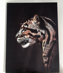 Cat Clouded Leopard Photography Prints, Wildlife Art, Animal Decor, Wall Art