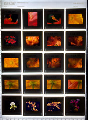 ALAN PAPPE Original 35mm Color Slide Transparency Collection Art Photography 197