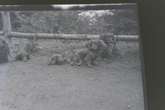 Great Vintage Negative Dog Group Dachshund 1930s-40s