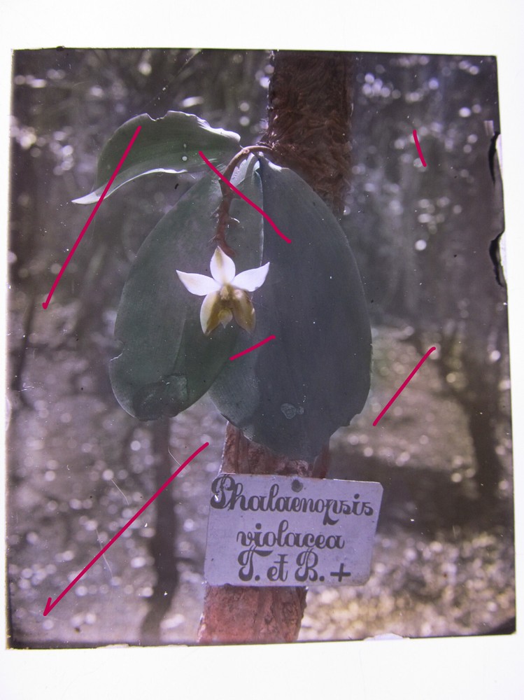 Phalaenopsis Violacea Java Indonesia Circa 1900 Historical Glass Negative