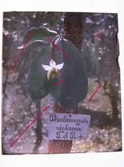 Phalaenopsis Violacea Java Indonesia Circa 1900 Historical Glass Negative