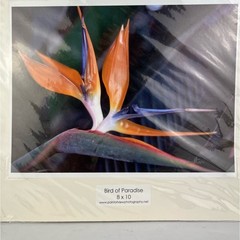 NEW Bird of Paradise 8 × 10 Hawaiian Original Photography Print