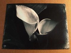Elegant 1 J Edwards Original Art Tintype Limited Series From Artist C030