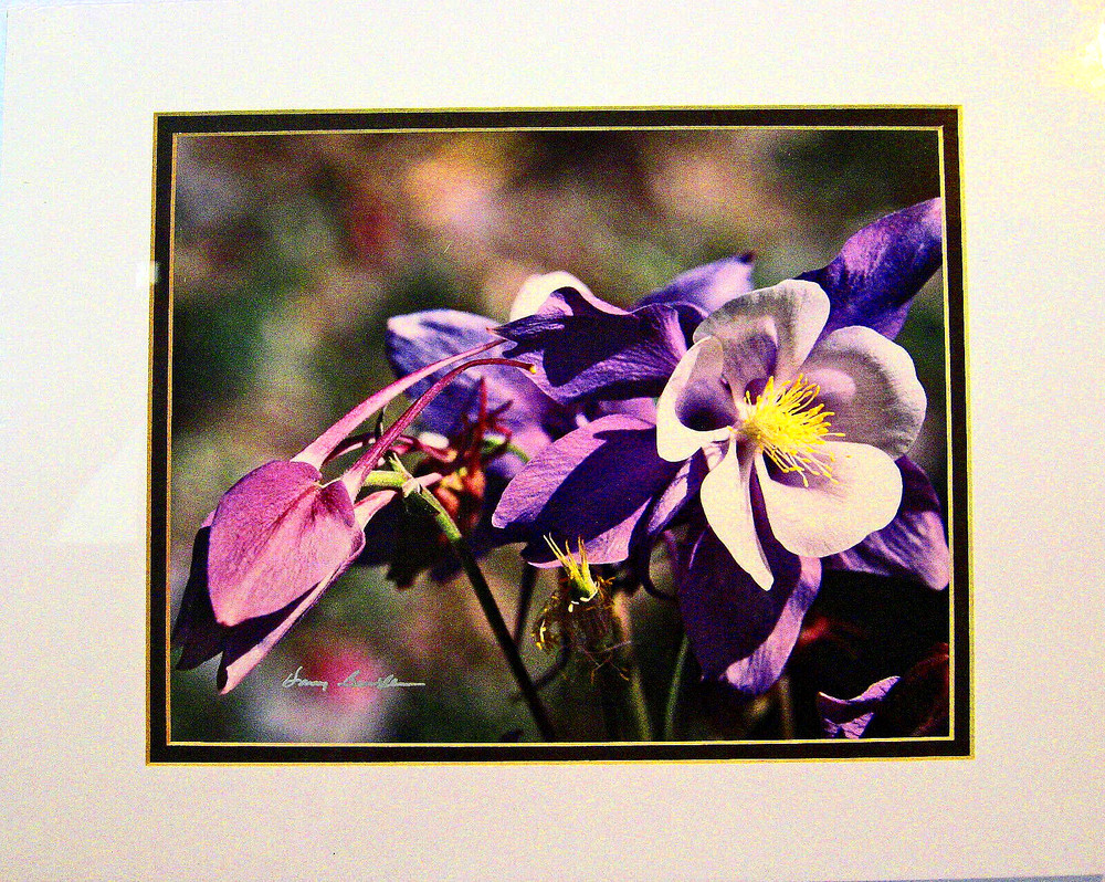 Harry Bowden «Columbine Colorado» Signed 8X10, Sealed, Matted 11X14 Frame Ready