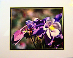 Harry Bowden «Columbine Colorado» Signed 8X10, Sealed, Matted 11X14 Frame Ready