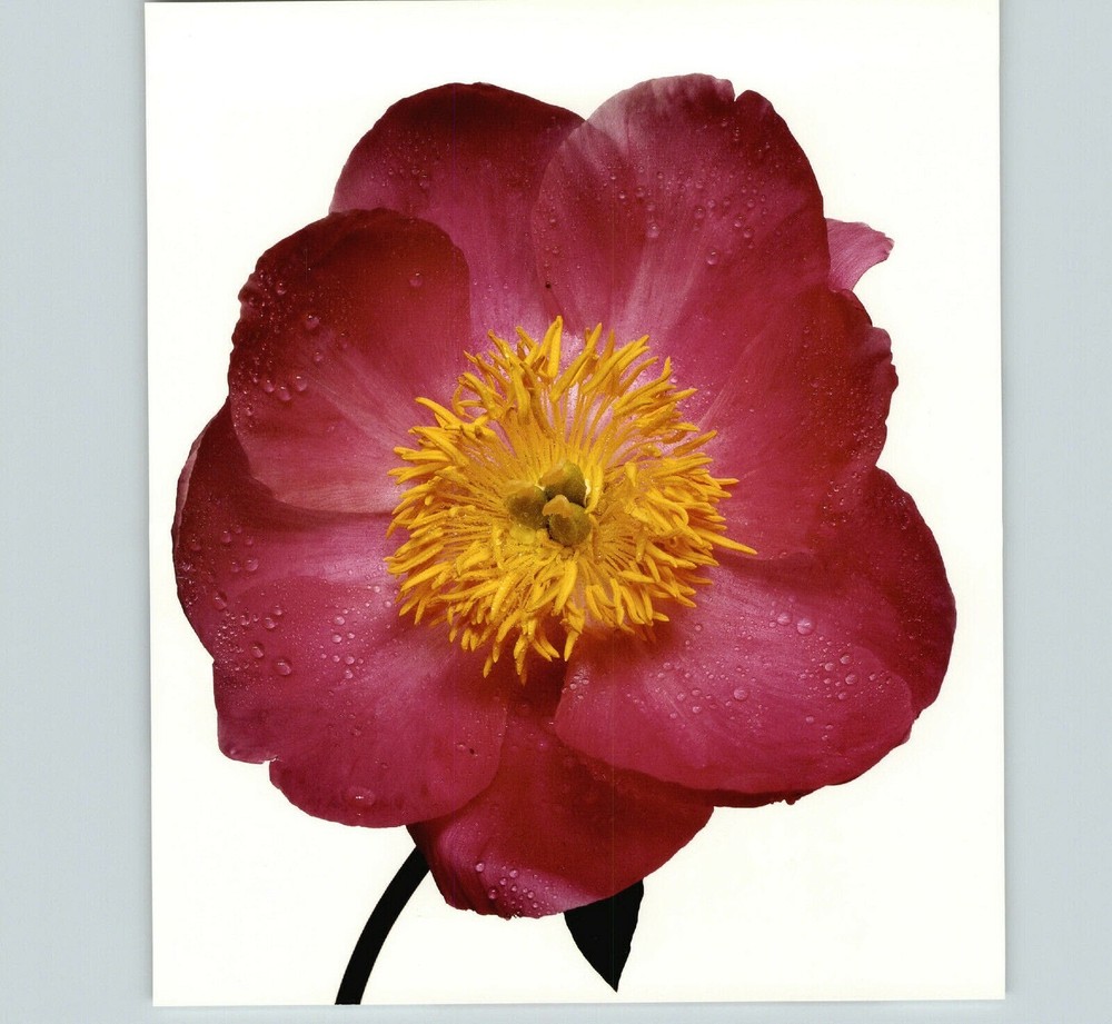 1980 Irving Penn ORIGINAL Single Red Peony Flower Art Photo 11″ X 14″