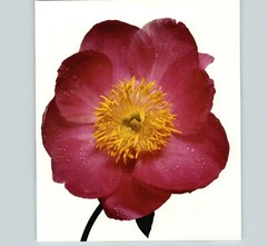 1980 Irving Penn ORIGINAL Single Red Peony Flower Art Photo 11″ X 14″