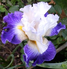 Flower Iris Power Photo – Original Signed Limited Edition – Donnangelo David