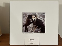 Jim Spillane Photography ‘Aquaeous Humor’ Dog & Monkey Matted & Signed