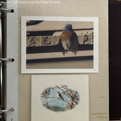 Wildlife Birds and their Natural Habitat in Collector’s Photo Album-Purple Finch