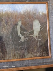 Tim DePuydt Framed Moose Photo Print 18×31 Rustic Montana Cabin Wildlife Art VTG