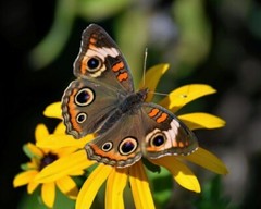 Art Photograph 8×10 Glossy Common Buckeye Butterfly Photo Artist Signed