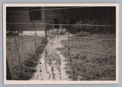 Basel Switzerland 1955 – Zoo Cheetah Enclosure – Old Photo 1950s